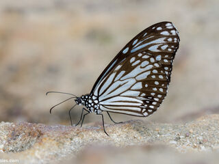 Parantica aglea melanoides