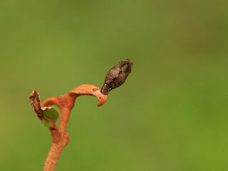 Pratapa icetoides icetoides