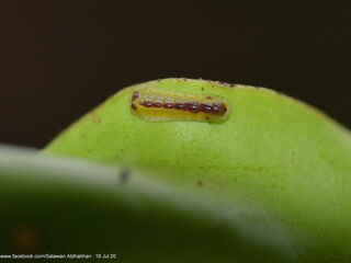 Tajuria ister tussis