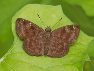 Sarangesa dasahara dasahara