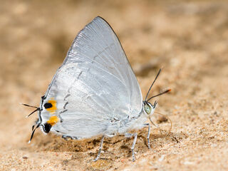 Ancema blanka minturna