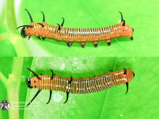 Euploea core godartii