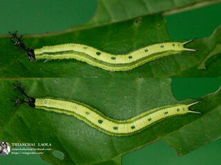 Rohana parisatis pseudosiamensis