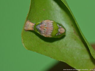 Tajuria deudorix ingeni