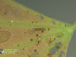 Luthrodes pandava pandava