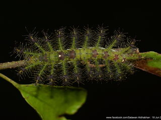 Euthalia lubentina chersonesia