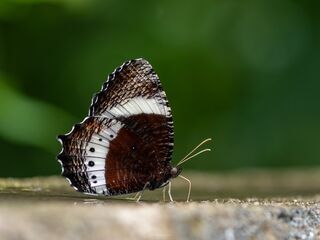 Elymnias dara daedalion