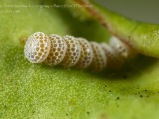 Charana mandarina mandarina