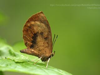 Miletus croton corus