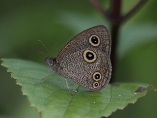 Ypthima confusa confusa