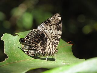 Prothoe franck vilma