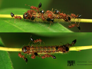 Spindasis lohita himalayanus