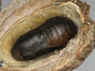 Virachola perse perse