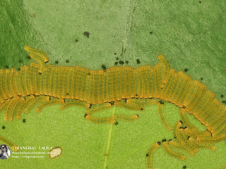 Poritia erycinoides elsiei