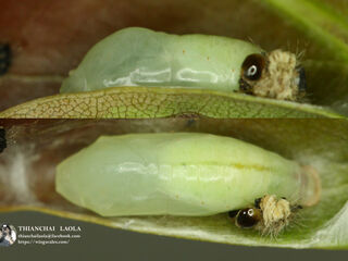 Flos anniella yunnanensis