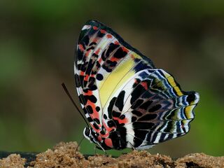 Agatasa calydonia belisama