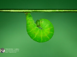 Mandarinia regalis baronesa