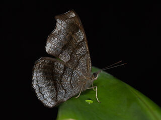 Laringa castelnaui castelnaui
