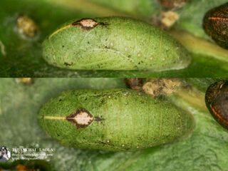 Anthene emolus emolus