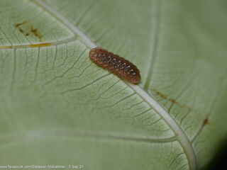 Iraota distanti distanti