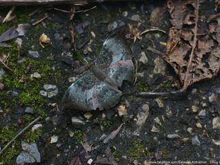 Euthalia anosia bunaya