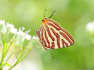 Spindasis lohita senama