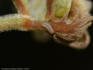 Sinthusa malika amata