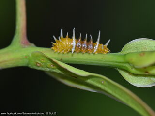 Thamala marciana marciana
