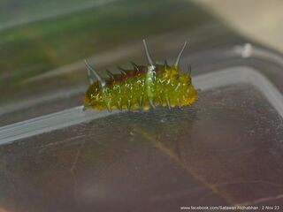 Thamala marciana marciana