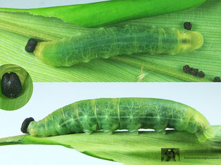 Ancistroides paralysos asawa