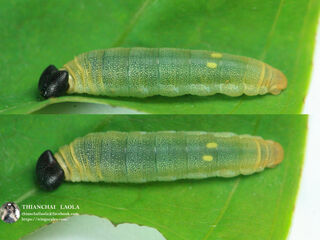 Tagiades japetus ravi