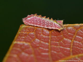 Cheritra freja freja