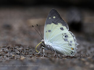 Helcyra hemina hemina