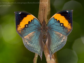 Kallima inachus siamensis