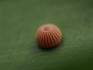 Pirdana hyela rudolphii