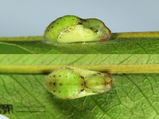 Neopithecops zalmora zalmora