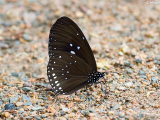 Euploea sylvester harrisii