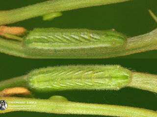 Surendra quercetorum quercetorum