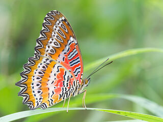 Cethosia biblis biblis