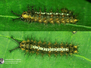 Ariadne merione tapestrina