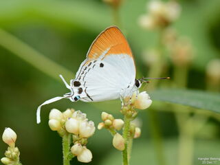 Suasa lisides suessa