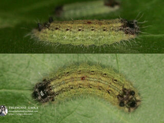 Spindasis syama peguanus