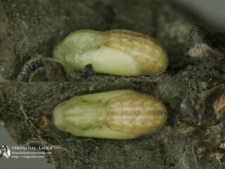 Luthrodes pandava pandava