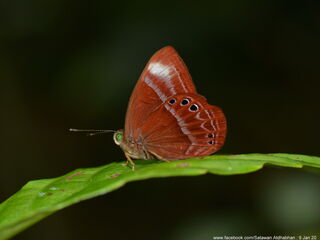 Abisara kausambi kausambi