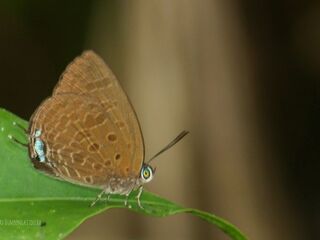 Arhopala agrata agrata