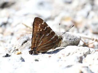 Dodona dipoea dipoea