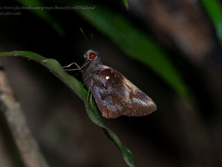 Gangara sanguinocculus