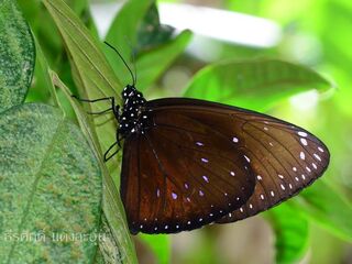 Euploea phaenareta castelnaui