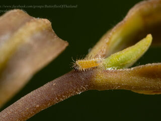 Rachana jalindra indra