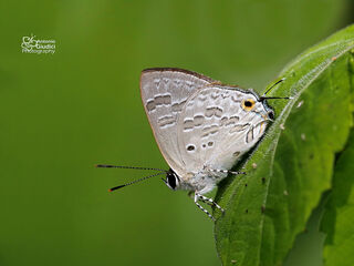 Sinthusa chandrana grotei